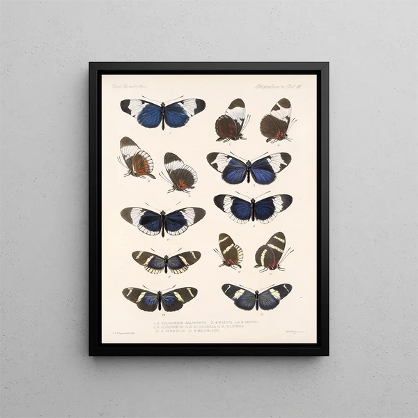 Insekter Lepidoptera Rhopalocères Pl 018 - Frederick Du Cane Godman — inramlat konstverk på väggen