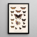 Insecta Lepidoptera Rhopalocera Pl 019 - Frederick DuCane Godman — inramlat konstverk på väggen