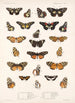 Insecta Lepidoptera Rhopalocera Pl 020 - Frederick DuCane Godman — vy av konstverket