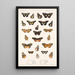 Insecta Lepidoptera Rhopalocera Pl 020 - Frederick DuCane Godman — inramlat konstverk på väggen