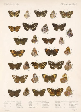 Frederick DuCane Godman - Insecta LepidopteraRhopalocera Pl 022.webp