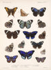 Insekter Lepidoptera Rhopalocères Pl 023 - Frederick Du Cane Godman — vy av konstverket