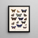 Insekter Lepidoptera Rhopalocères Pl 023 - Frederick Du Cane Godman — inramlat konstverk på väggen