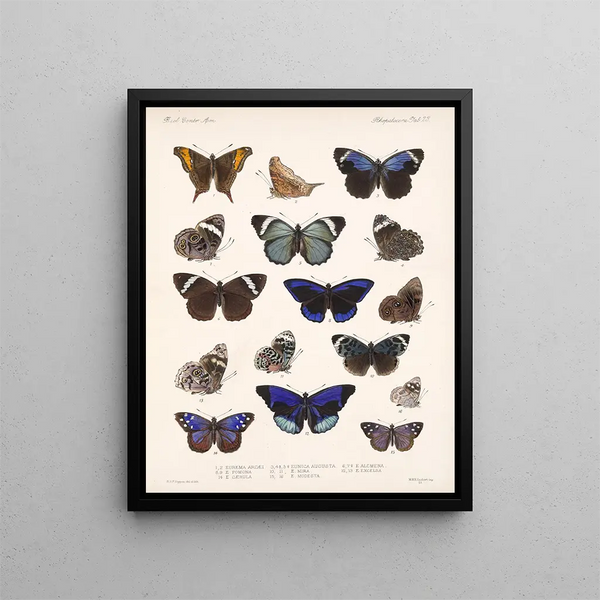 Insekter Lepidoptera Rhopalocères Pl 023 - Frederick Du Cane Godman — inramlat konstverk på väggen