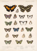 Insekter Lepidoptera Rhopalocera Pl 025 - Frederick Du Cane Godman — vy av konstverket