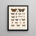 Insekter Lepidoptera Rhopalocera Pl 025 - Frederick Du Cane Godman — inramlat konstverk på väggen