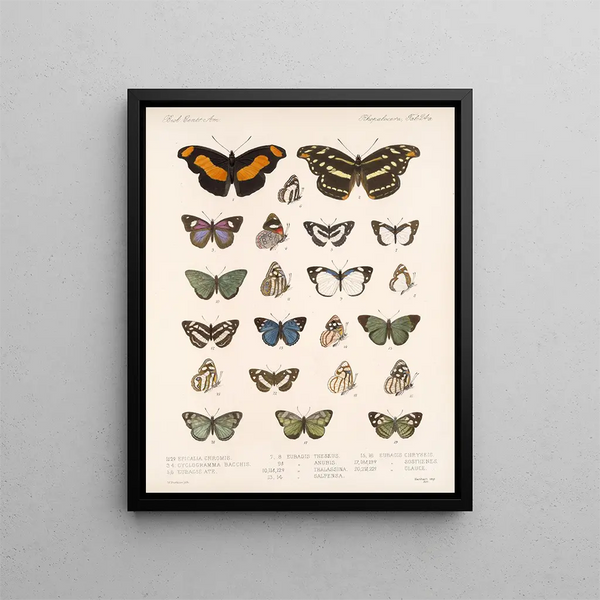 Insekter Lepidoptera Rhopalocera Pl 025 - Frederick Du Cane Godman — inramlat konstverk på väggen