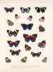 Insekter Lepidoptera Rhopalocera Pl 026 - Frederick Du Cane Godman — vy av konstverket