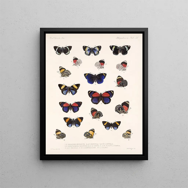 Insekter Lepidoptera Rhopalocera Pl 026 - Frederick Du Cane Godman — inramlat konstverk på väggen