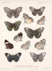 Insekter Lepidoptera Rhopalocères Pl 027 - Frederick Du Cane Godman — vy av konstverket