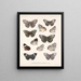 Insekter Lepidoptera Rhopalocères Pl 027 - Frederick Du Cane Godman — inramlat konstverk på väggen