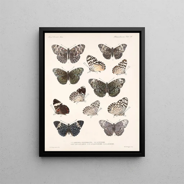 Insekter Lepidoptera Rhopalocères Pl 027 - Frederick Du Cane Godman — inramlat konstverk på väggen