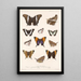 Insecta Lepidoptera Rhopalocera Pl 028 - Frederick DuCane Godman — inramlat konstverk på väggen