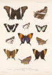 Insecta Lepidoptera Rhopalocera Pl 028 - Frederick DuCane Godman — vy av konstverket