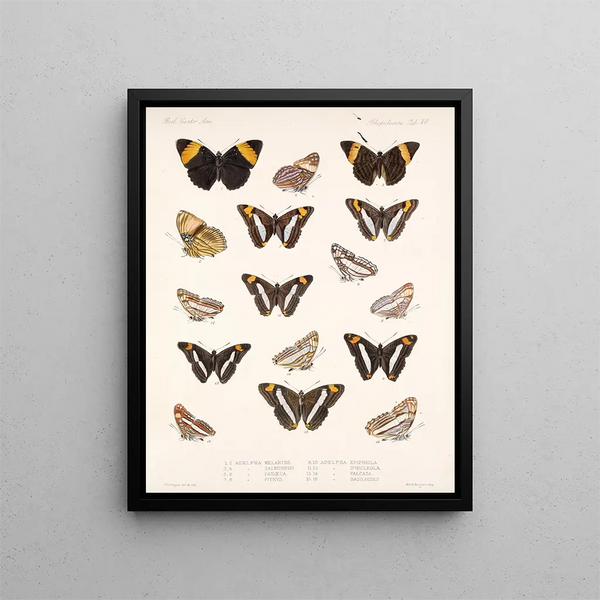 Insekter Lepidoptera Rhopalocères Pl 029 - Frederick Du Cane Godman — inramlat konstverk på väggen