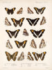Insekter Lepidoptera Rhopalocera Pl 030 - Frederick Du Cane Godman — vy av konstverket
