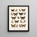 Insekter Lepidoptera Rhopalocera Pl 030 - Frederick Du Cane Godman — inramlat konstverk på väggen