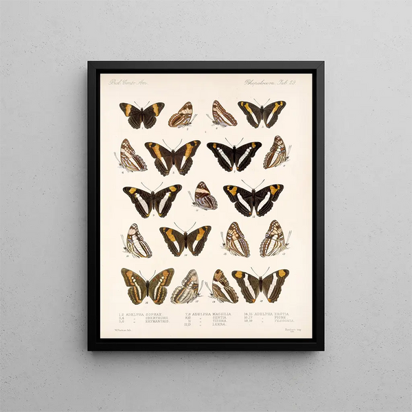 Insekter Lepidoptera Rhopalocera Pl 030 - Frederick Du Cane Godman — inramlat konstverk på väggen