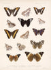 Insekter Lepidoptera Rhopalocera Pl 031 - Frederick Du Cane Godman — vy av konstverket