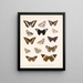 Insekter Lepidoptera Rhopalocera Pl 031 - Frederick Du Cane Godman — inramlat konstverk på väggen