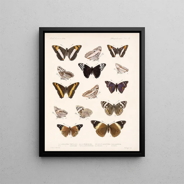 Insekter Lepidoptera Rhopalocera Pl 031 - Frederick Du Cane Godman — inramlat konstverk på väggen