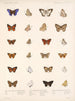 Insekter Lepidoptera Rhopalocera Pl 041 - Frederick DuCane Godman — vy av konstverket