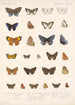 Insecta Lepidoptera Rhopalocera Pl 044 - Frederick DuCane Godman — vy av konstverket
