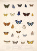 Insecta Lepidoptera Rhopalocera Pl 045 - Frederick DuCane Godman — vy av konstverket