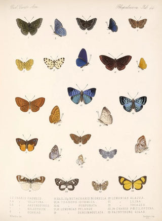 Frederick DuCane Godman - Insecta LepidopteraRhopalocera Pl 045.webp