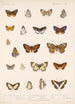Insecta Lepidoptera Rhopalocera Pl 046 - Frederick DuCane Godman — vy av konstverket