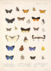 Insecta Lepidoptera Rhopalocera Pl 048 - Frederick DuCane Godman — vy av konstverket