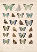 Insecta Lepidoptera Rhopalocera Pl 050 - Frederick DuCane Godman — vy av konstverket