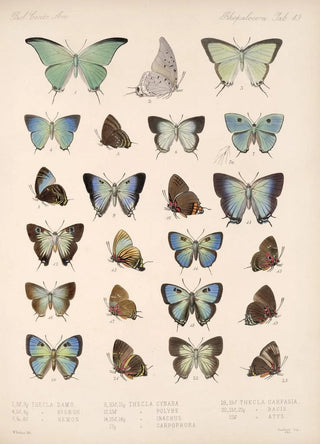 Frederick DuCane Godman - Insecta LepidopteraRhopalocera Pl 050.webp