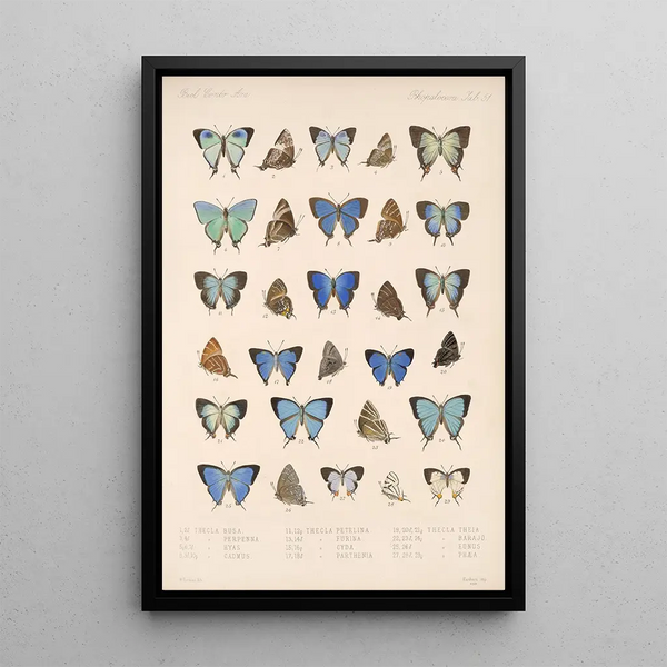 Frederick DuCane Godman - Insecta LepidopteraRhopalocera Pl 052.webp