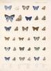 Insecta Lepidoptera Rhopalocera Pl 057 - Frederick DuCane Godman — vy av konstverket