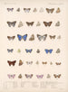 Insekter Lepidoptera Rhopalocera Pl 059 - Frederick DuCane Godman — vy av konstverket