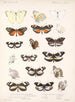Insekter Lepidoptera Rhopalocera Pl 061 - Frederick DuCane Godman — vy av konstverket