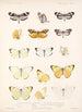 Insecta Lepidoptera Rhopalocera Pl 062 - Frederick DuCane Godman — vy av konstverket