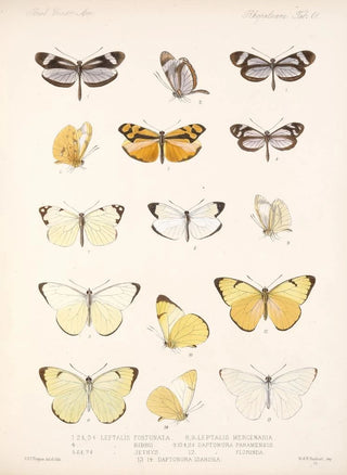 Frederick DuCane Godman - Insecta LepidopteraRhopalocera Pl 062.webp