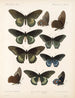 Insekter Lepidoptera Rhopalocera Pl 067 - Frederick DuCane Godman — vy av konstverket