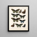 Insekter Lepidoptera Rhopalocera Pl 067 - Frederick DuCane Godman — inramlat konstverk på väggen