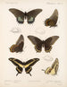 Insekter Lepidoptera Rhopalocères Pl 070 - Frederick DuCane Godman — vy av konstverket