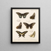 Insekter Lepidoptera Rhopalocères Pl 070 - Frederick DuCane Godman — inramlat konstverk på väggen