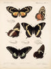 Insekter Lepidoptera Rhopalocera Pl 072 - Frederick DuCane Godman — vy av konstverket