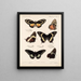 Insekter Lepidoptera Rhopalocera Pl 072 - Frederick DuCane Godman — inramlat konstverk på väggen