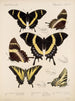 Insekter Lepidoptera Rhopalocera Pl 073 - Frederick DuCane Godman — vy av konstverket