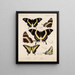Insekter Lepidoptera Rhopalocera Pl 073 - Frederick DuCane Godman — inramlat konstverk på väggen