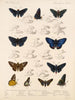 Insekter Lepidoptera Rhopalocera Pl 074 - Frederick DuCane Godman — vy av konstverket