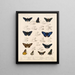 Insekter Lepidoptera Rhopalocera Pl 074 - Frederick DuCane Godman — inramlat konstverk på väggen