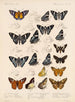 Insekter Lepidoptera Rhopalocères Pl 075 - Frederick DuCane Godman — vy av konstverket